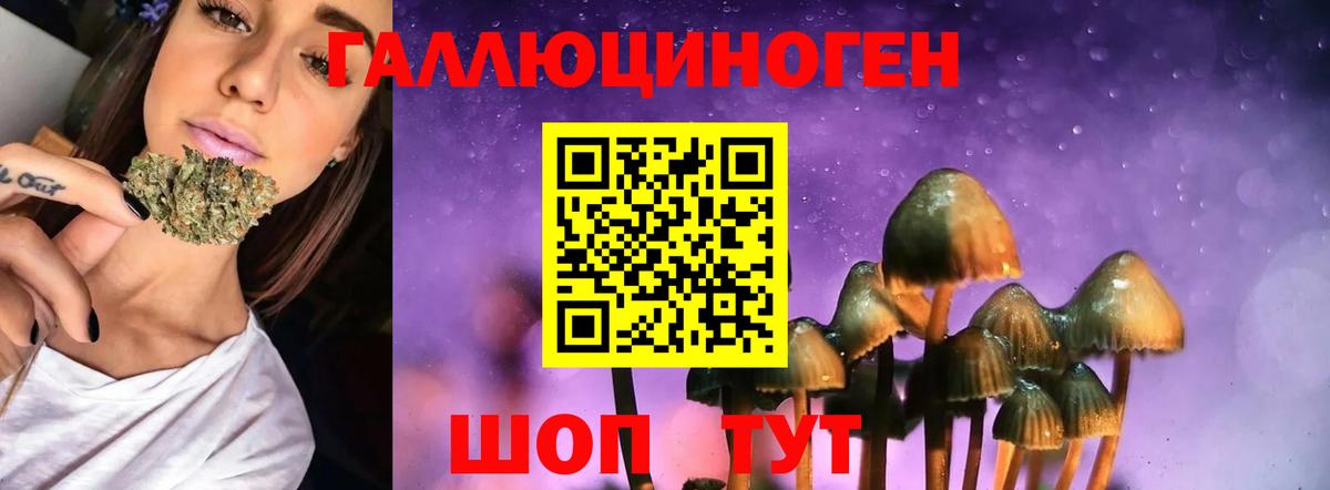 Галлюциногенные грибы Psilocybine cubensis Осинники